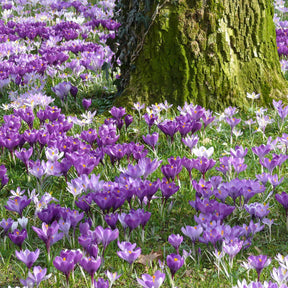 100 Crocus à grosses fleurs en mélange - Crocus vernus - Crocus