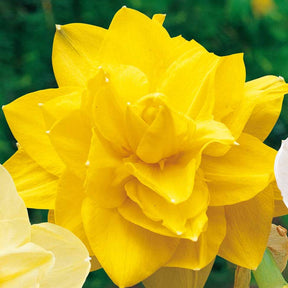 10 Narcisses à fleurs doubles Golden Ducat - Narcissus golden ducat - Plantes