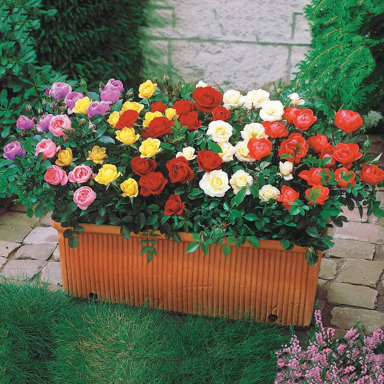 6 Assortiments de 6 mini-Rosiers - Rosa (m) golden globe, toliman, orange beauty, cin - Plantes