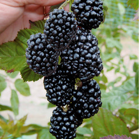 2 Mûriers aux fruits géants Triple Crown - Rubus fruticosus triple crown - Plantes