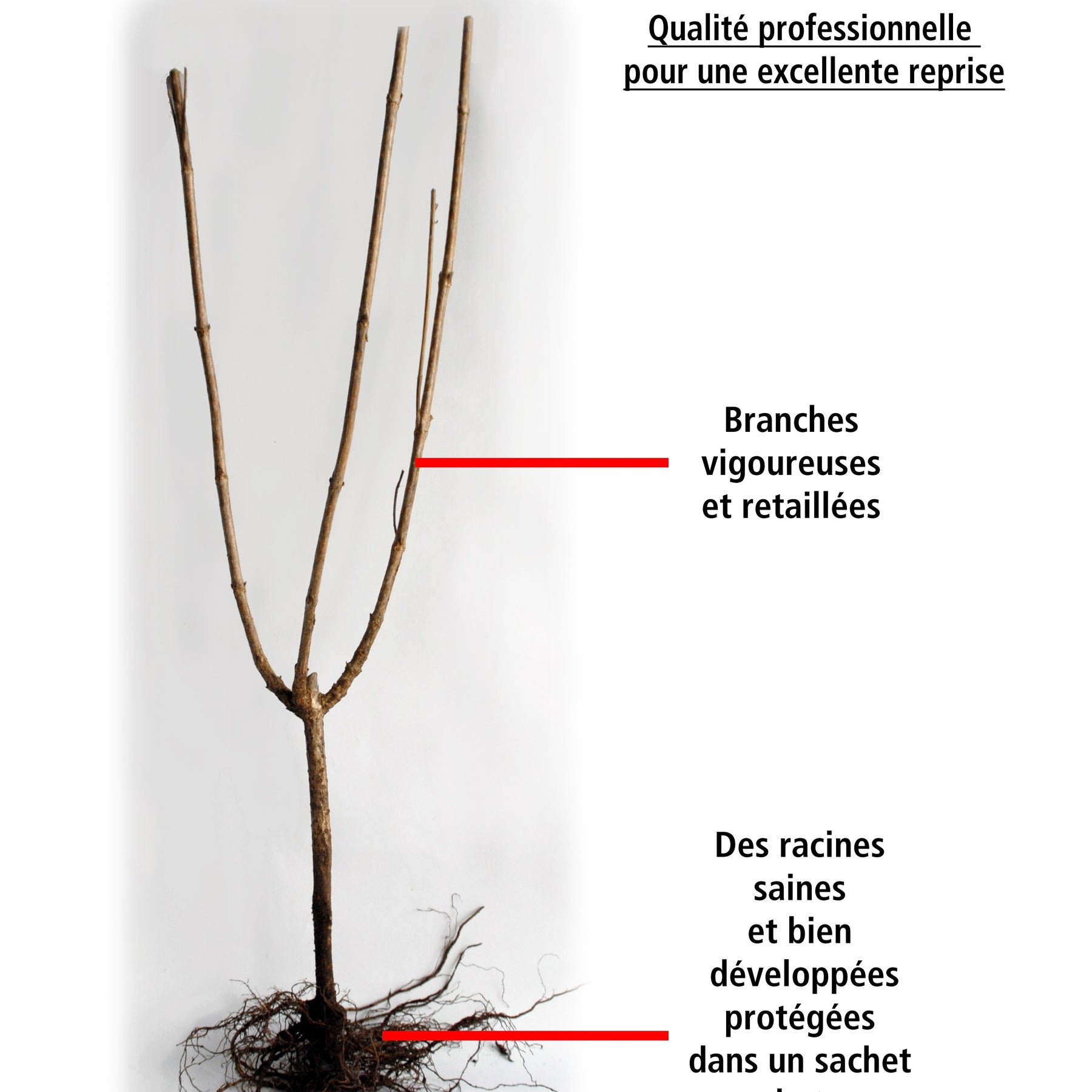 Cydonia oblonga le bourgeaut - Coing Le Bourgeaut (gob. 3 ans) - Fruitiers originaux