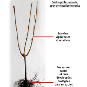 Cydonia oblonga le bourgeaut - Coing Le Bourgeaut (gob. 3 ans) - Fruitiers originaux