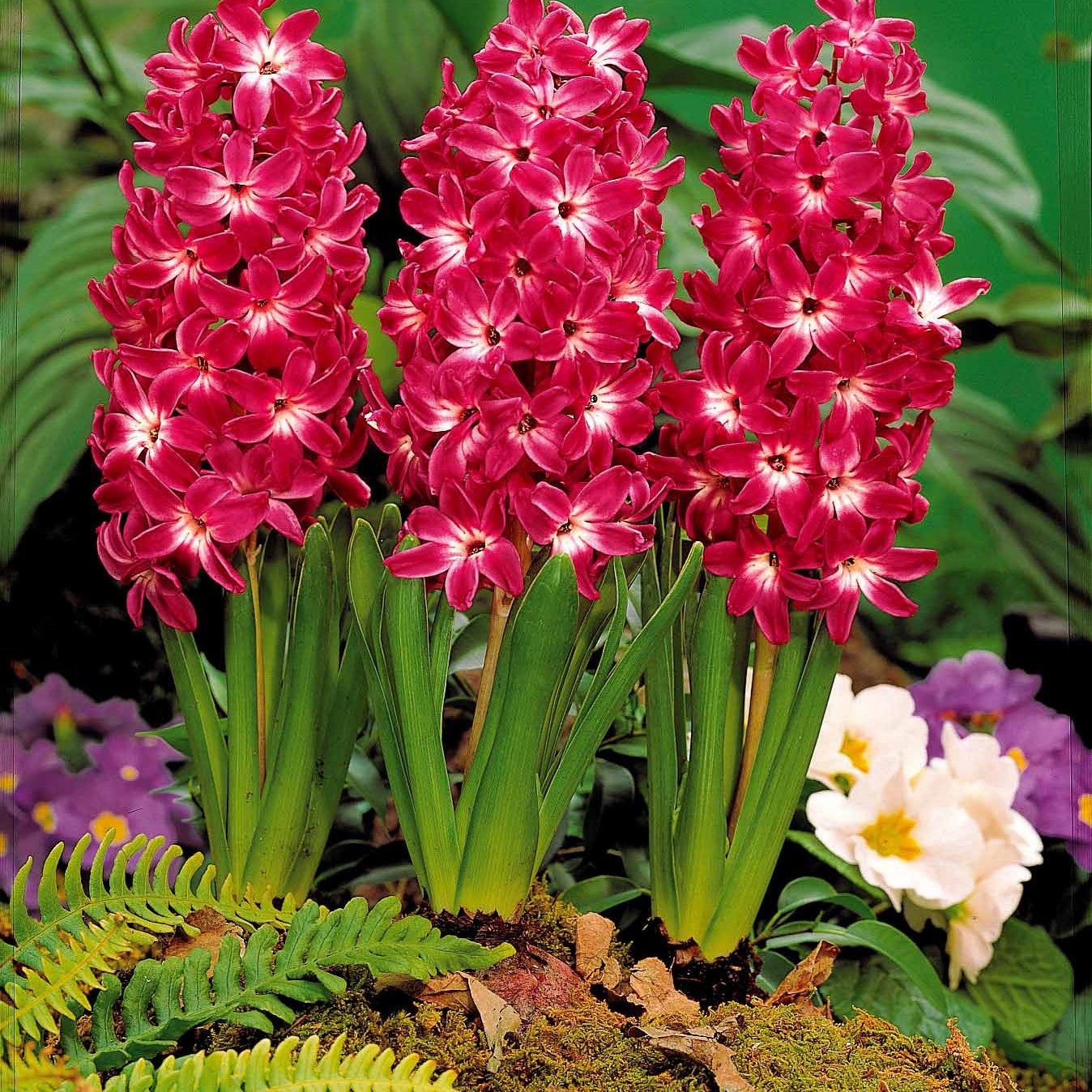 5 Jacinthes à coeur blanc Red Magic - Hyacinthus red magic - Plantes