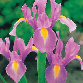 10 Iris de Hollande Rosario - Iris hollandica rosario - Plantes