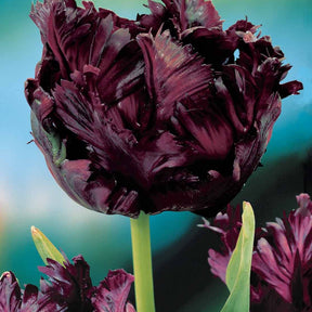 10 Tulipes perroquet Black Parrot - Tulipa black parrot - Plantes