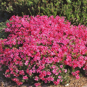 3 Phlox mousse roses - Phlox subulata - Plantes