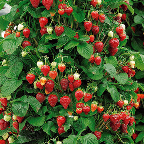 10 Fraisiers grimpants et remontants Mount Everest - Fragaria mount everest - Plantes