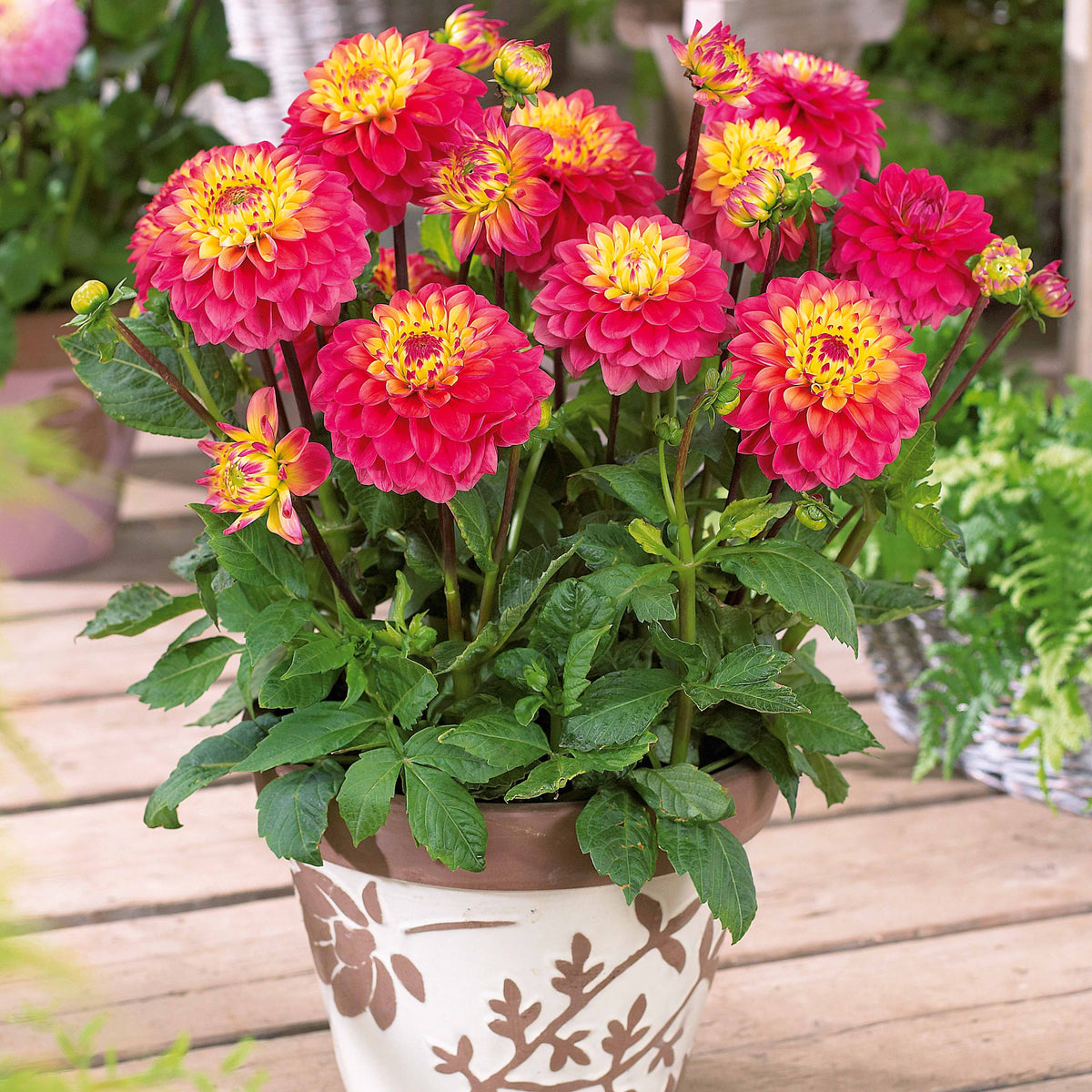 3 Dahlias nains Princesse Gracia - Dahlia princesse gracia - Plantes