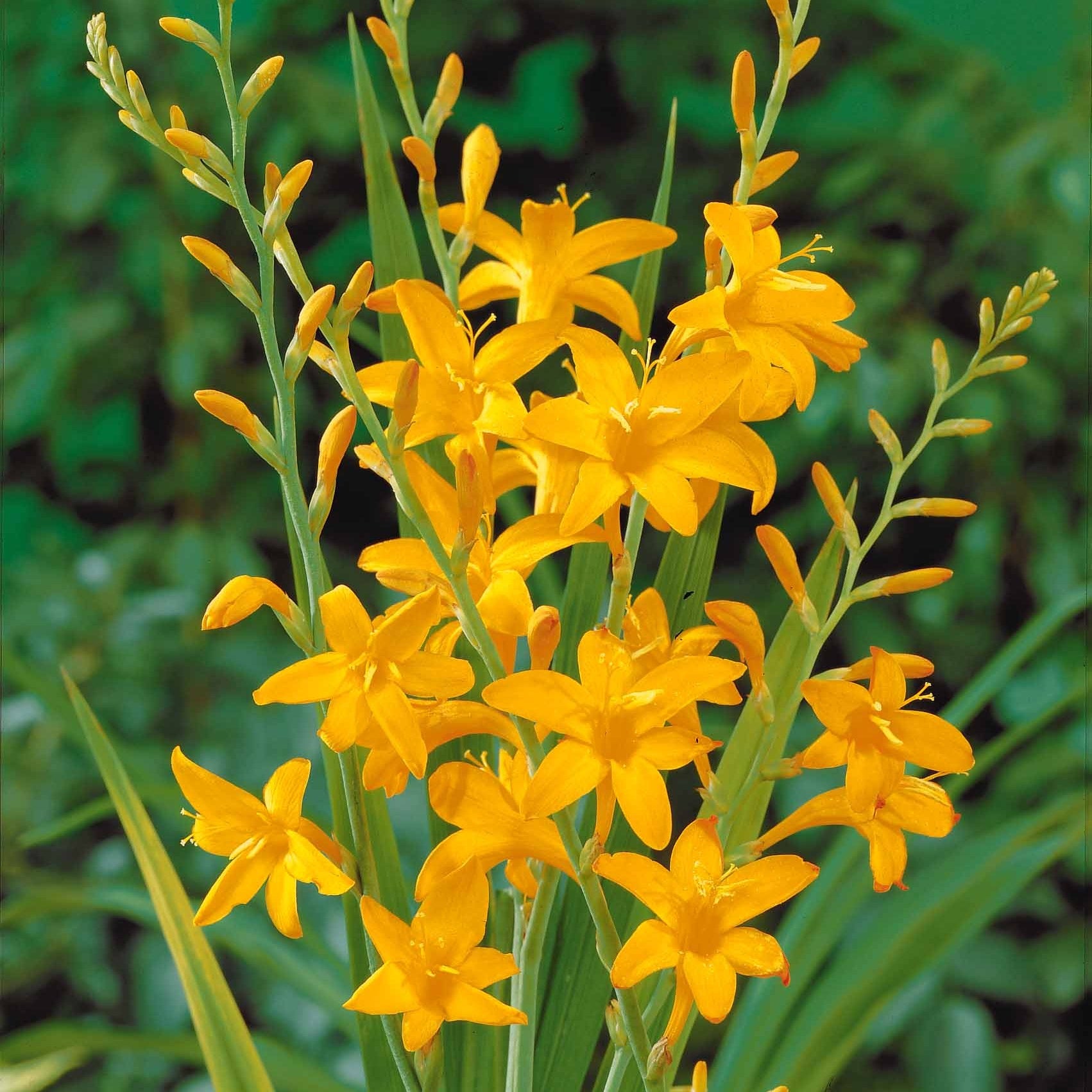 15 Crocosmias jaunes - Crocosmia norwich canary - Plantes