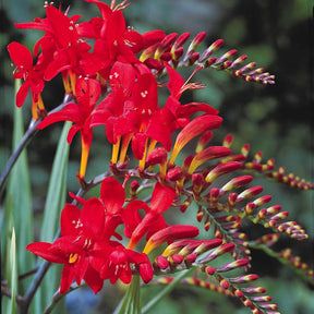 Collection de 45 Crocosmias (15 bicolores + 15 rouges + 15 jaunes) - Crocosmia 'norwich canary', 'emily mckenzie', 'luc - Crocosmia