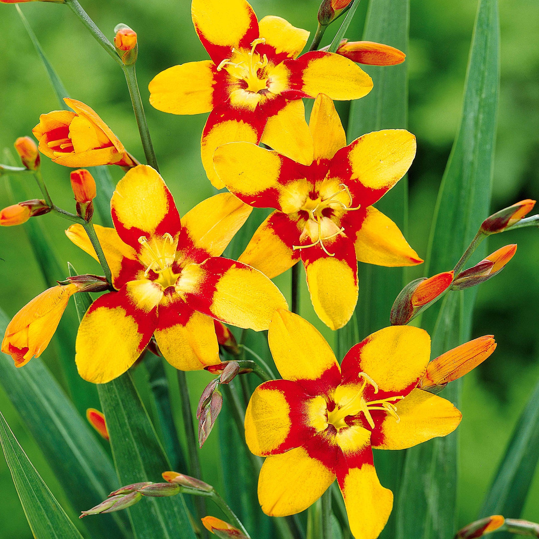 Collection de 45 Crocosmias (15 bicolores + 15 rouges + 15 jaunes) - Crocosmia 'norwich canary', 'emily mckenzie', 'luc