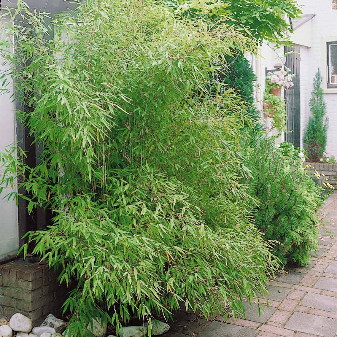 10 Bambous verts - Haie de 10 m linéaire - Phyllostachys bisseti - Plantes