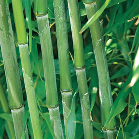 10 Bambous verts - Haie de 10 m linéaire - Phyllostachys bisseti - Arbustes