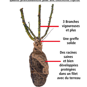 10 Rosiers buissons Doris Tysterman - Rosa doris tysterman - Rosiers