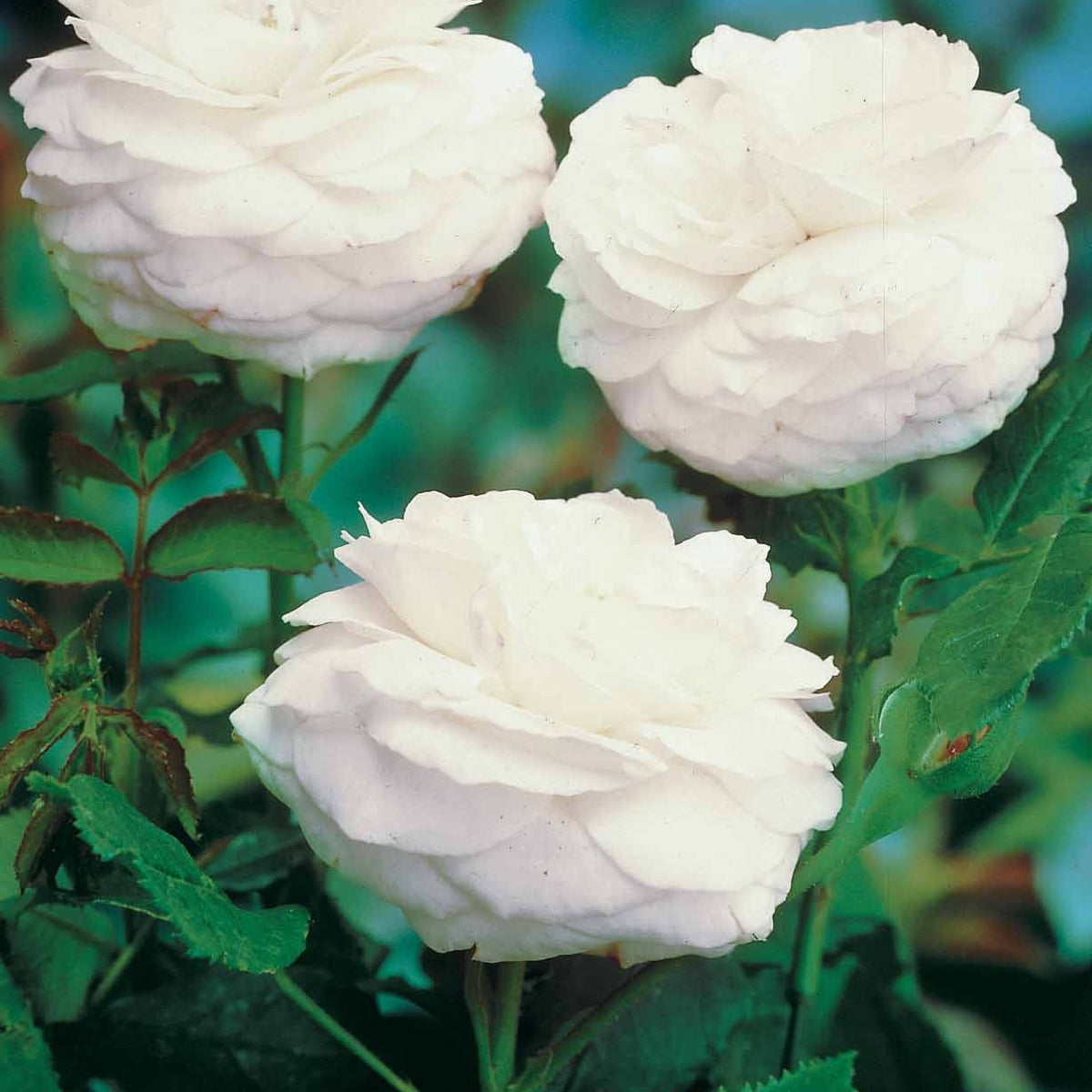 10 Rosiers botaniques Boule de Neige (Bourbon) - Rosa boule de neige - Plantes