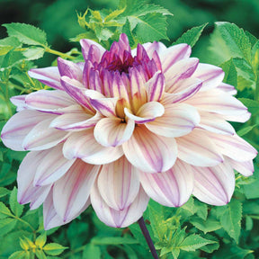 3 Dahlias décoratifs Flashback - Dahlia flashback - Plantes