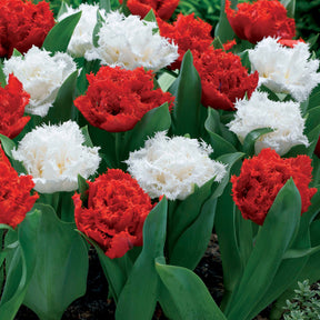 10 Tulipes doubles frangées rouges Anfield et blanches Snow crystal - Tulipa anfield , snow crystal - Plantes