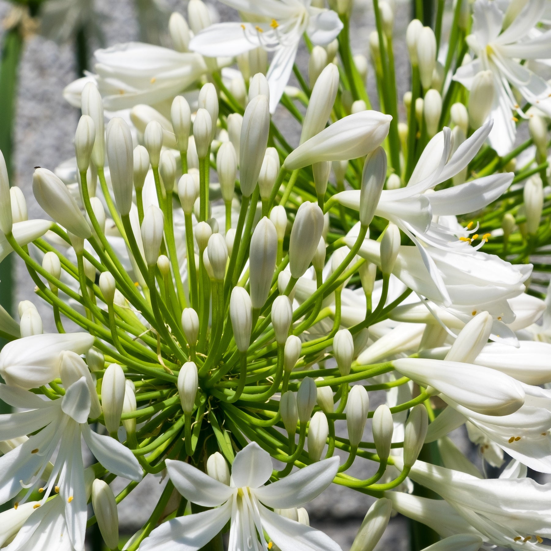 Collection 5 agapanthes (3 bleues. 2 blanches) - Agapanthus umbellatus, polar ice