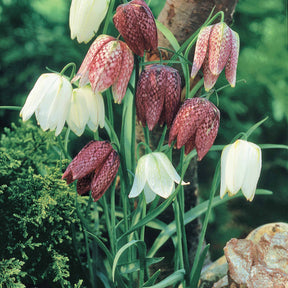 65 bulbes violet attirant les abeilles - Fritillaria,allium sphaerocephalum et giganteum,hyacinthoides, crocus