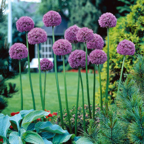 65 bulbes violet attirant les abeilles - Fritillaria,allium sphaerocephalum et giganteum,hyacinthoides, crocus