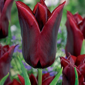 Coll. 30 tulipes fleur de lis :Aile de feu,Etoile verte,Amour eternel - Tulipa'firewings','greenstar','lasting love'