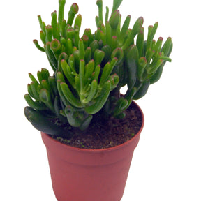 Crassula hobbit + cache pot blanc 14cm - Crassula ovata hobbit - Plantes