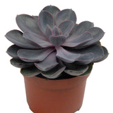 Echeveria Pearl van Nuernberg et son cache-pot blanc ELHO - Willemse