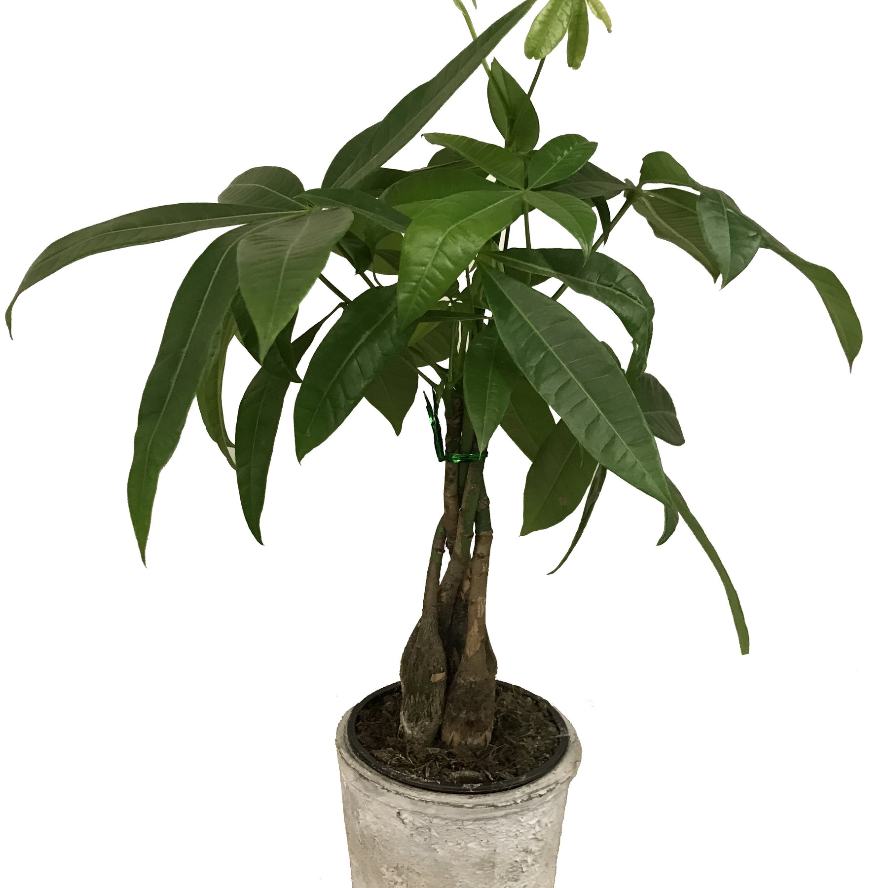 Pachira aquatica + cache pot blanc 14 cm. - Pachira aquatica - Plantes