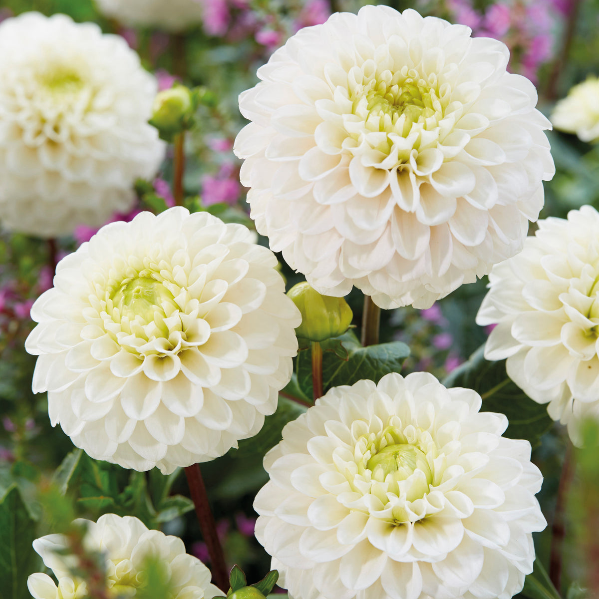 3 Dahlias Kona - Dahlias kona - Plantes