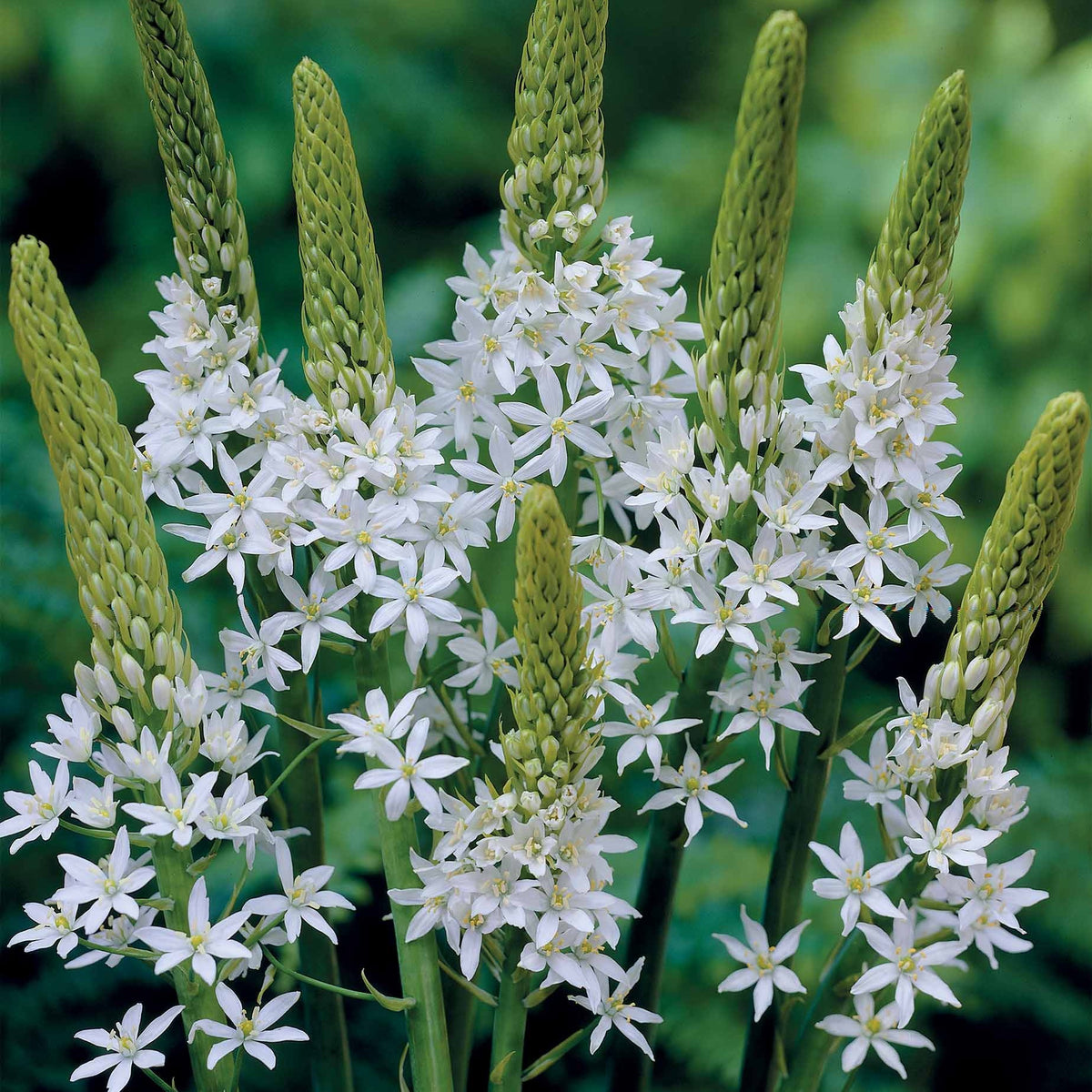 3 Ornithogalums Sochi - Ornithogalum sochi - Plantes