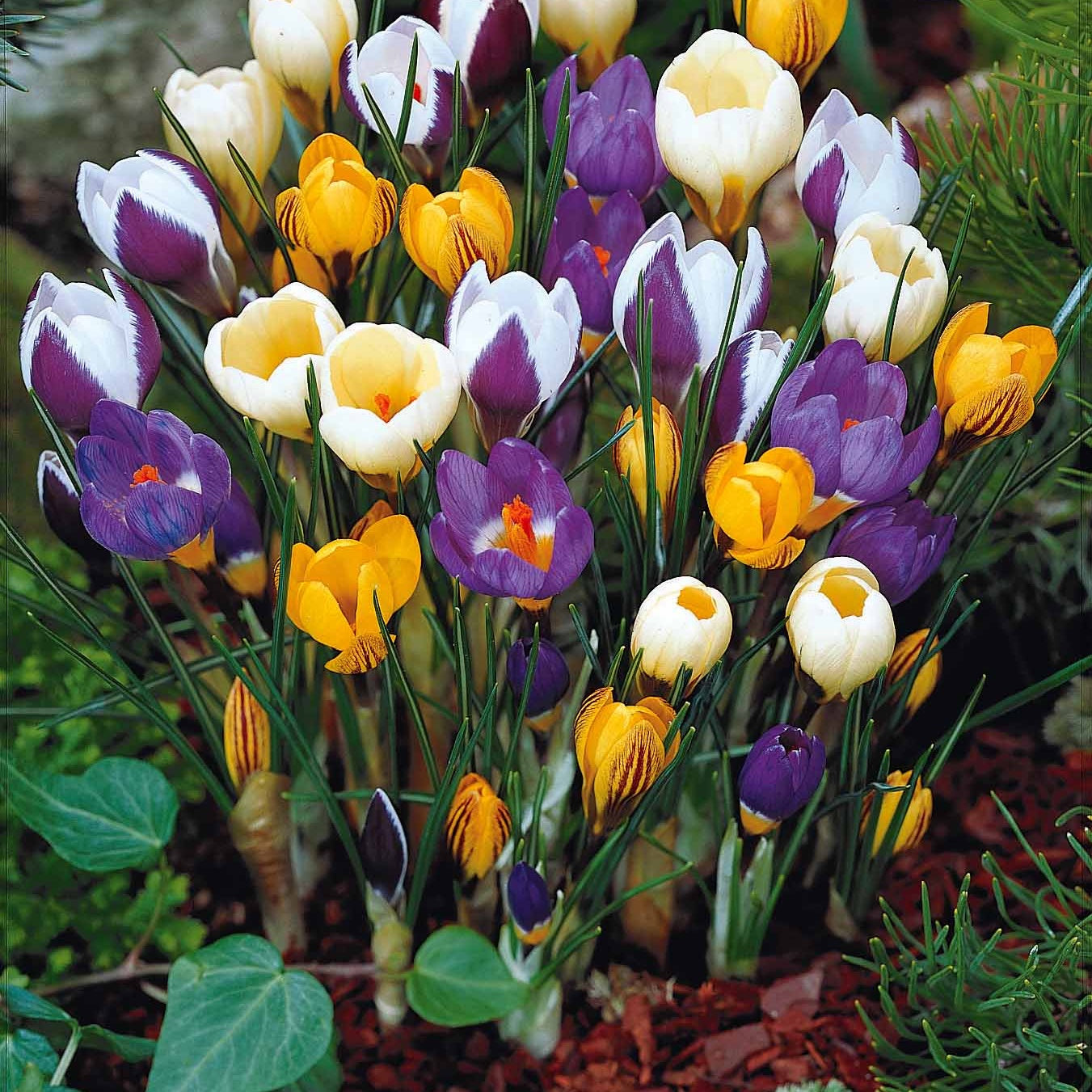 50 Crocus botaniques en mélange - Crocus chrysanthus - Crocus