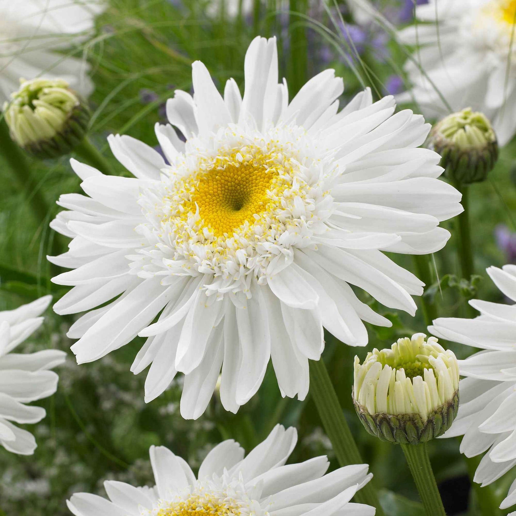 Marguerite d'été Wirral Supreme - Leucanthemum superbum wirral supreme - Fleurs vivaces