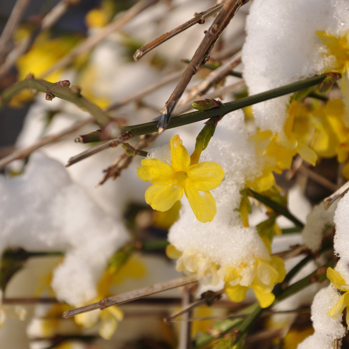 Jasmin d'hiver - Jasminum nudiflorum