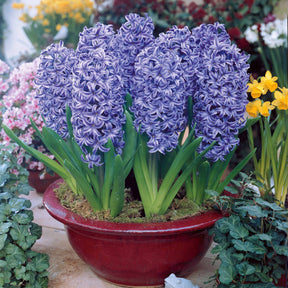 Collection de 12 Jacinthes (3 roses + 3 bleues + 3 rouges + 3 blanches) - Hyacinthus orientalis - Jacinthe