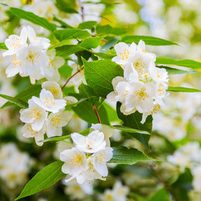 Seringat virginal - Philadelphus - Philadelphus virginal