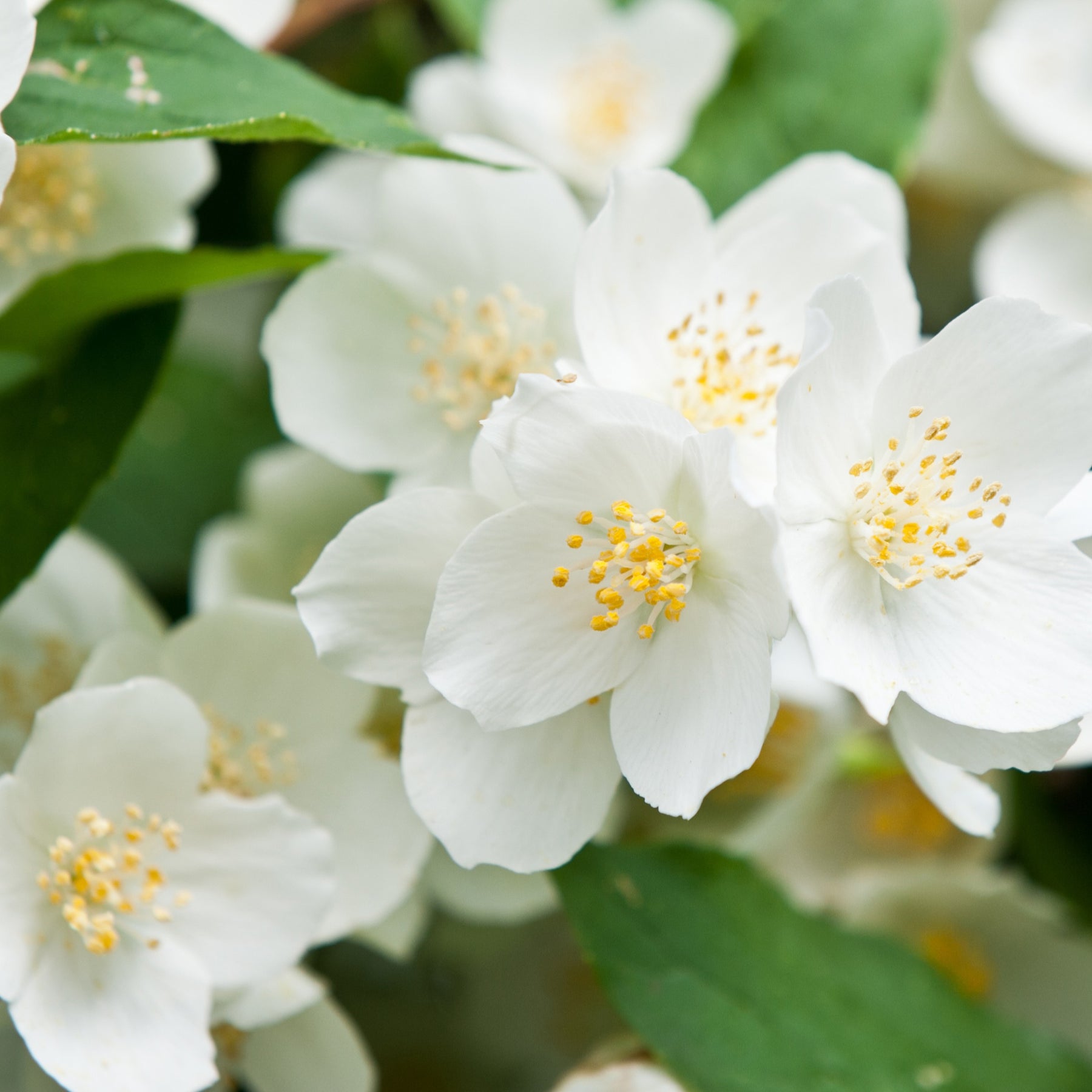 Seringat virginal - Philadelphus - Philadelphus virginal