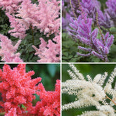 4 Astilbes en mélange - Willemse