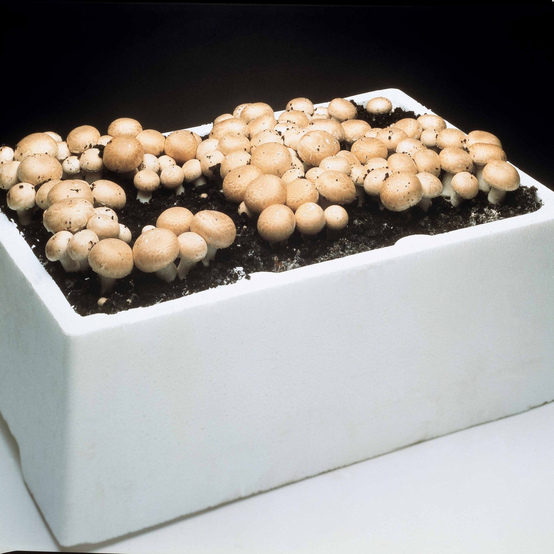 Agaricus bisporus albidus - Kit champignon Blanc de Paris - Kits champignons