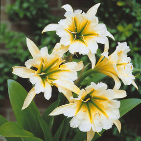 2 Ismènes Reine d'or - Hymenocallis festalis sulphur queen - Bulbes à fleurs