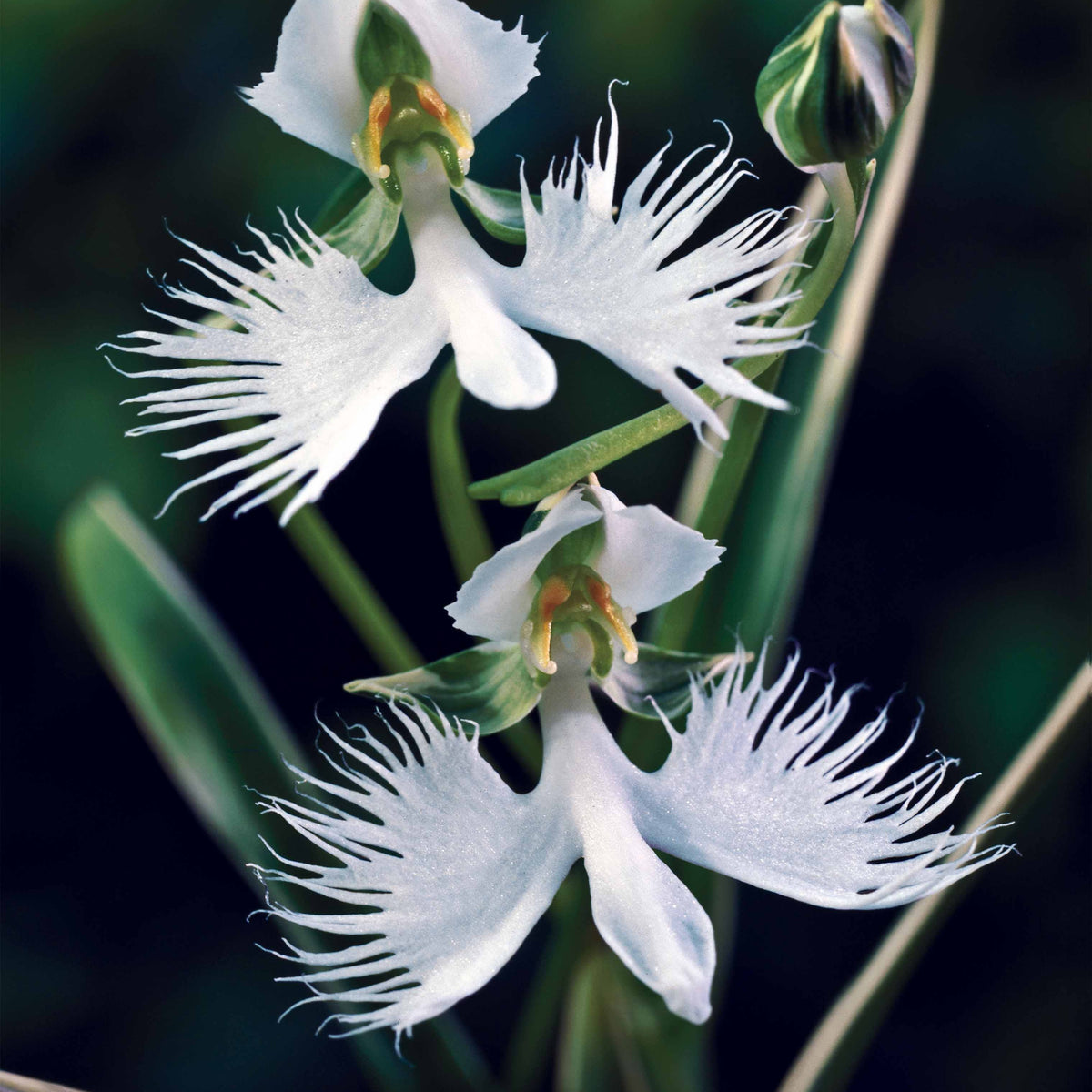 2 Orchidées Colombe - Willemse