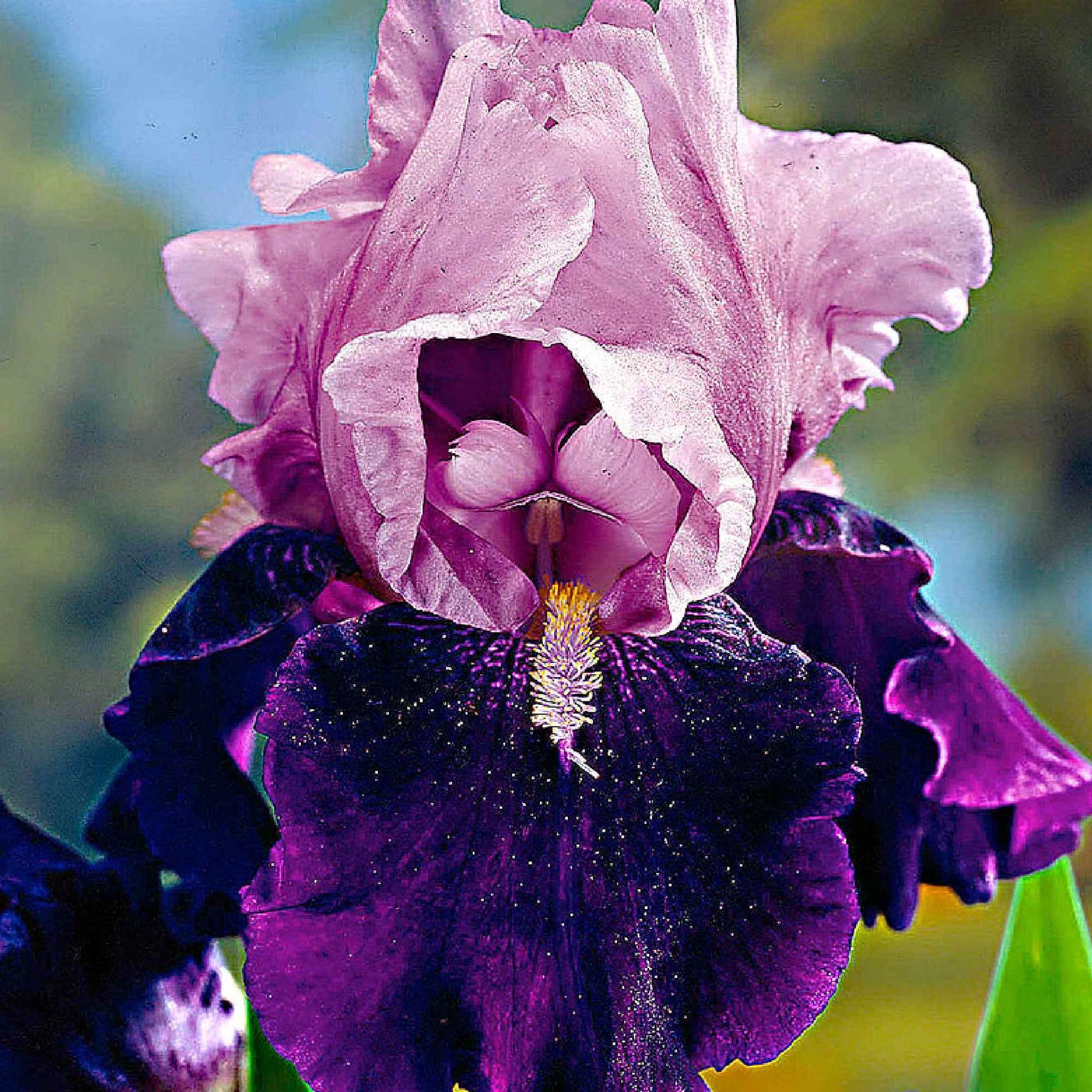 5 Iris des jardins Magic Melange en mélange - Iris germanica - Willemse