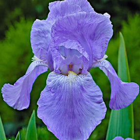 Fleurs vivaces - 5 Iris des jardins Magic Melange en mélange - Iris germanica