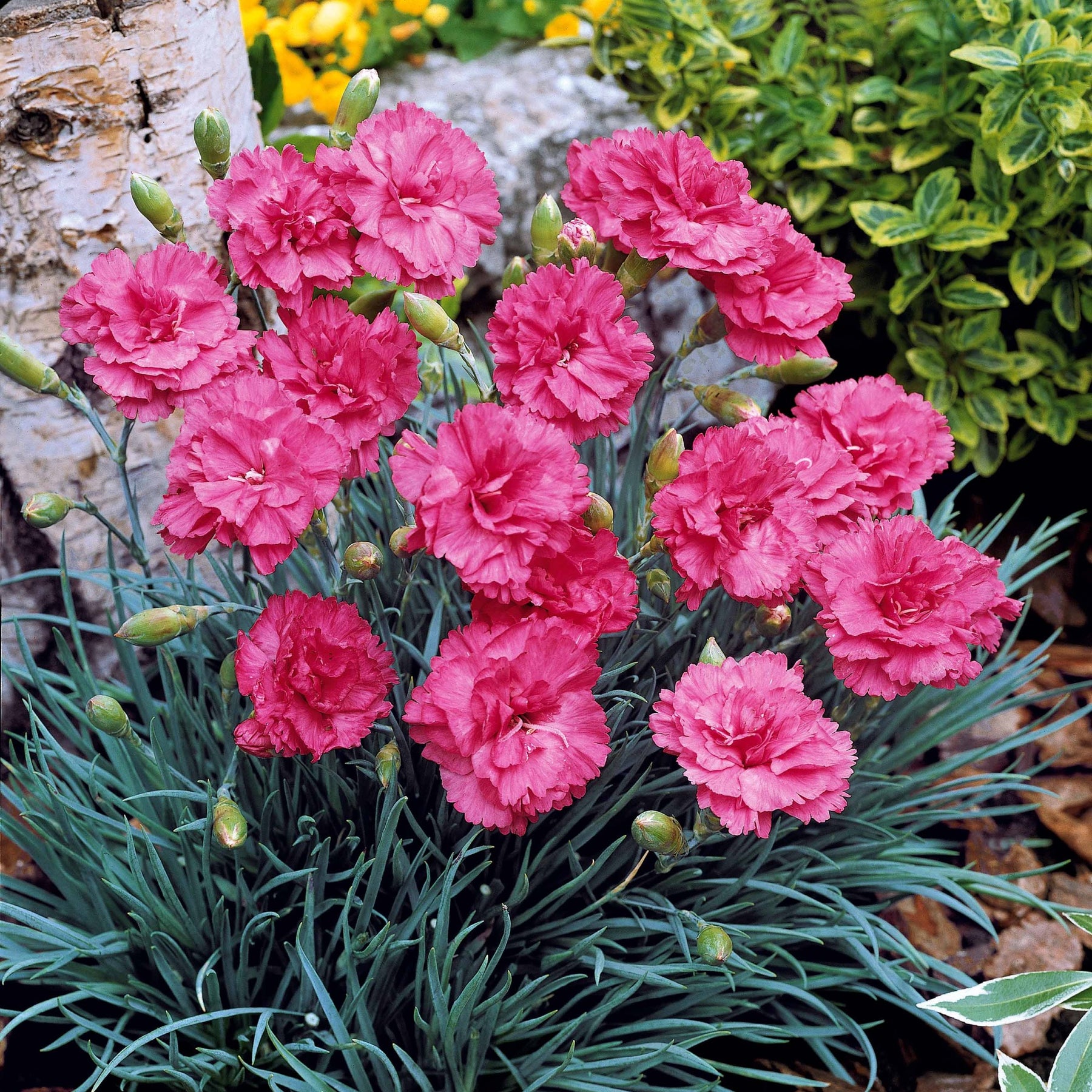 2 Œillets nains roses Fortuna - Dianthus plumarius roseus - Plantes vivaces