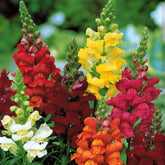 Muflier Majestic en mélange - Antirrhinum majus - Graines de fleurs