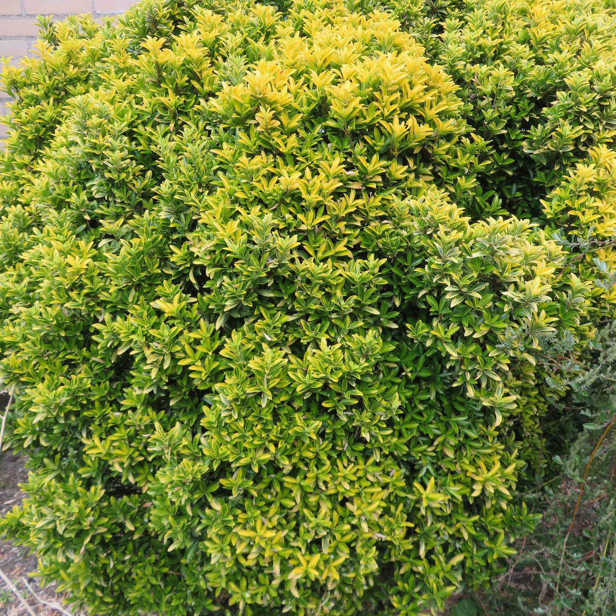 3 Fusains du Japon aureovariegatus - Euonymus japonicus 'microphyllus aureovariegatus' - Willemse