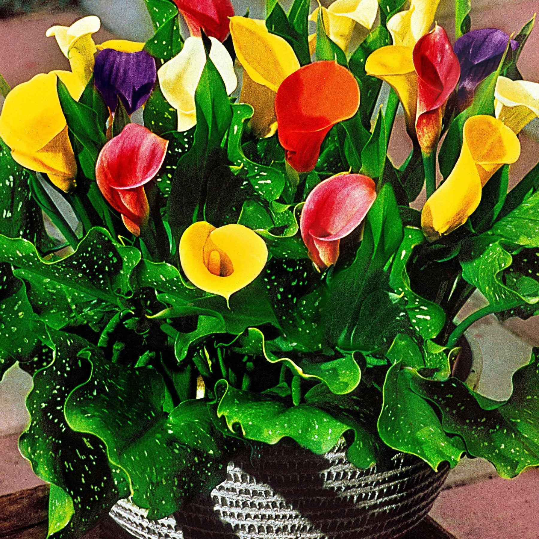 3 Arums en mélange : jaune, rouge, rose - Zantedeschia 'summer time' - Bulbes à fleurs