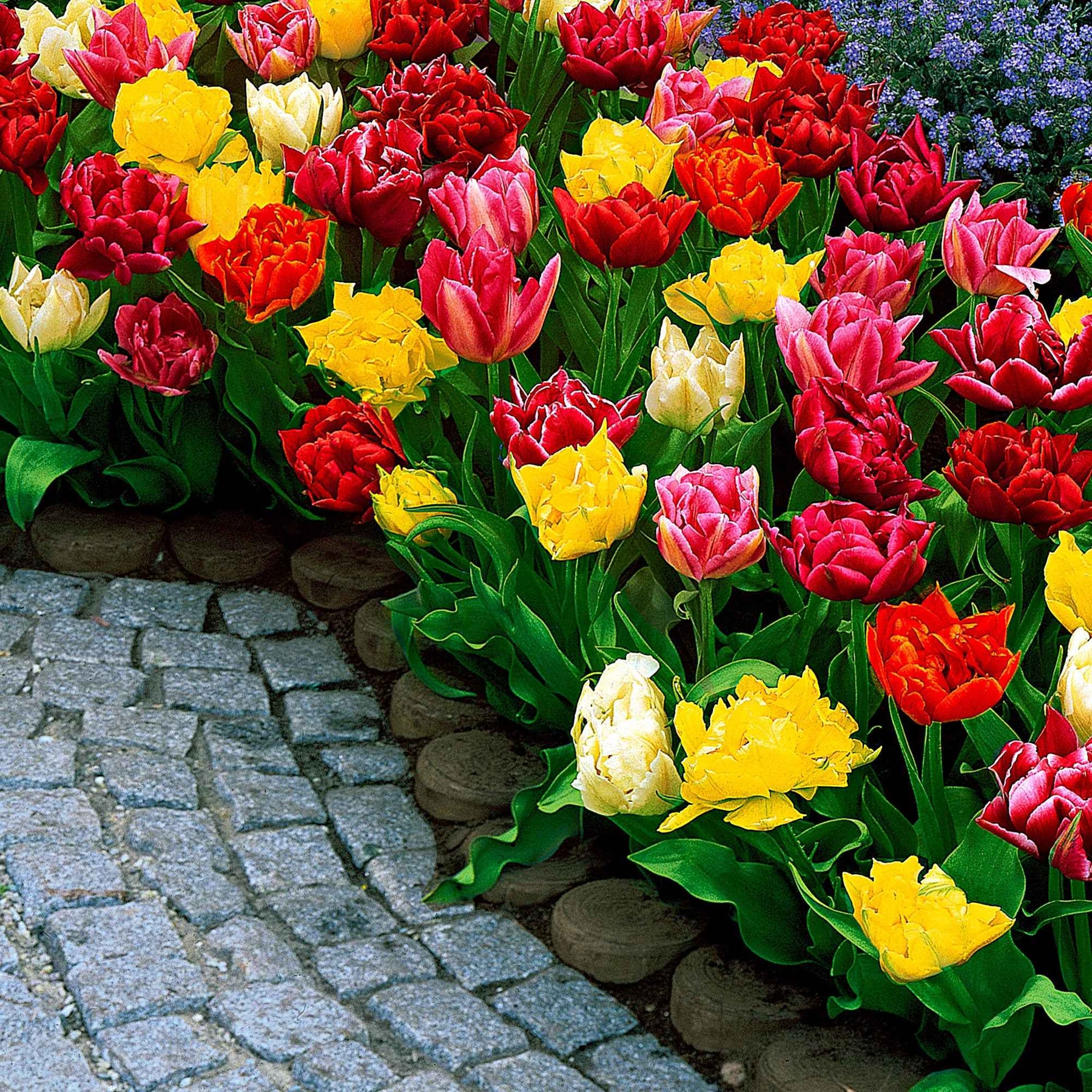 20 Tulipes doubles Murillo en mélange - Tulipa murillo - Bulbes à fleurs