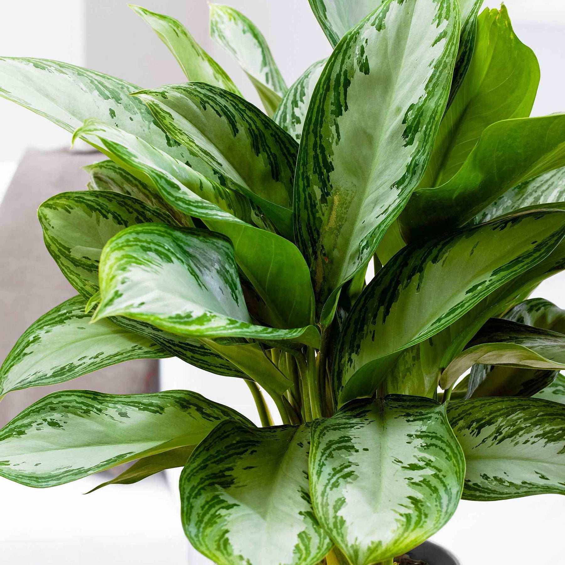 Aglaonema Silver Bay - Aglaonema silver bay - Willemse