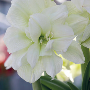 Amaryllis White Nymph - Amaryllis white nymph - Amaryllis