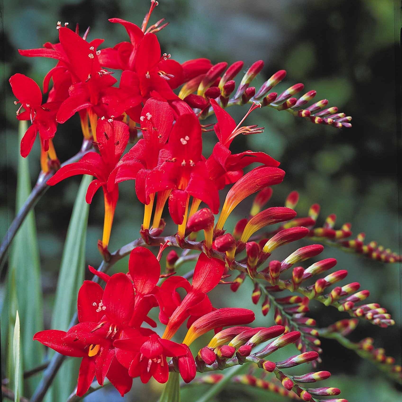 Montbretia 'Lucifer' - Bulbes d'été